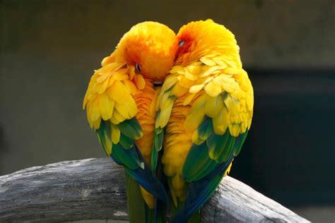 Namoro sexual Aves